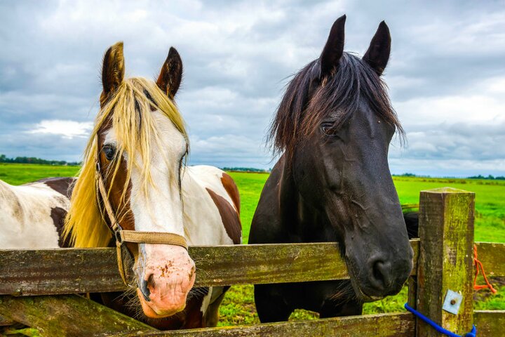Elsloo - twee paarden - Buitenhof Reizen begeleide vakanties voor mensen met een verstandelijke beperking. 