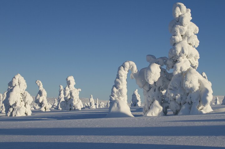 Besneeuwde bomen - Buitenhof Reizen begeleide vakanties voor mensen met een verstandelijke beperking