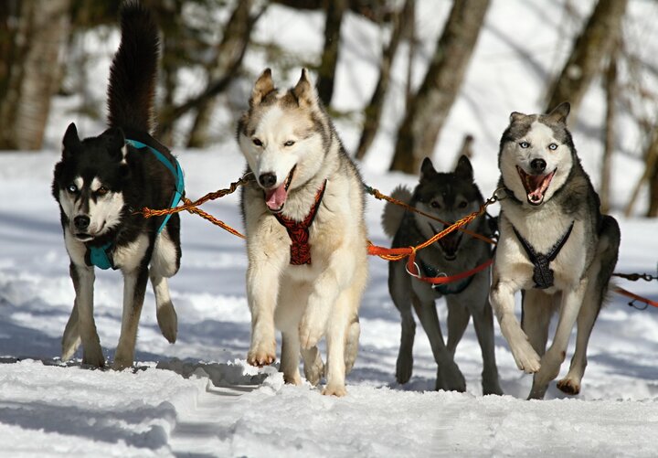 Huskies Lapland - Buitenhof Reizen begeleide vakanties voor mensen met een verstandelijke beperking